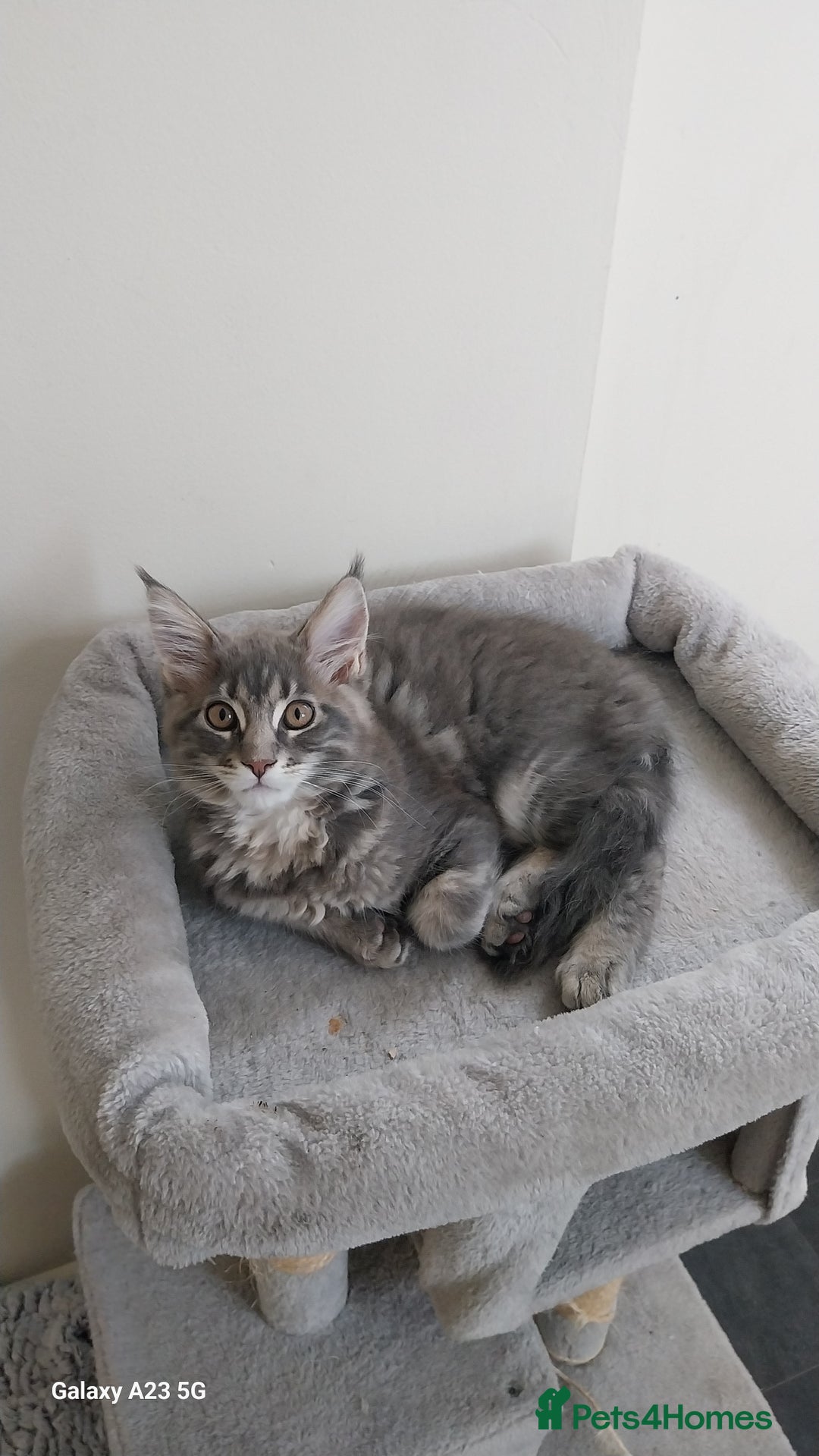 Maine Coon cats for sale: Twinny One and Two in Southend-on-Sea - Image 2