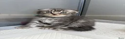 British Shorthair cats for sale: Pure breed Scottish Fold &Straight grey tabby  in Chatham - Advert 32