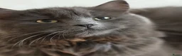 Mixed Breed cats for sale: 2 remaining kittens- £120 each or £220 for both  - Advert 4