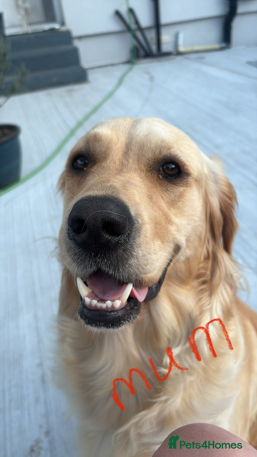 Golden Retriever dogs for sale: 6 beautiful golden retriever pups - Image 8