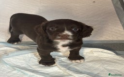 Cocker Spaniel dogs for sale: Cocker spaniel puppies Ready now, 3 girls left - Image 10