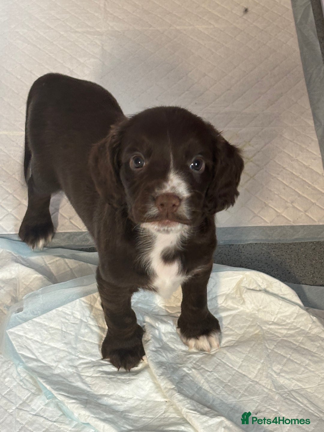 Cocker Spaniel dogs for sale: Cocker spaniel puppies Ready now, 3 girls left - Image 10