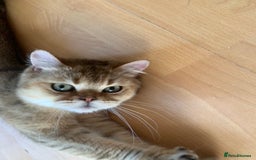 Scottish Fold cats for sale: Scottish Straight Cats  - Image 2