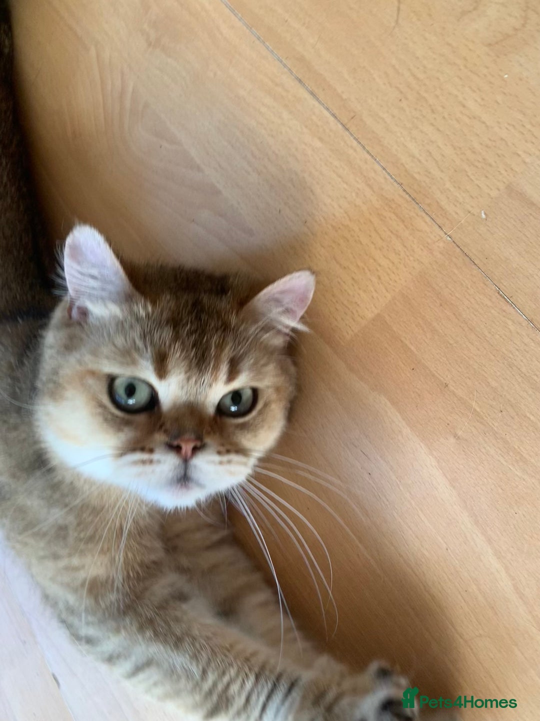 Scottish Fold cats for sale: Scottish Straight Cats  - Image 2