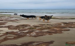 German Shepherd dogs for stud: Kaizer available for Stud - Image 6