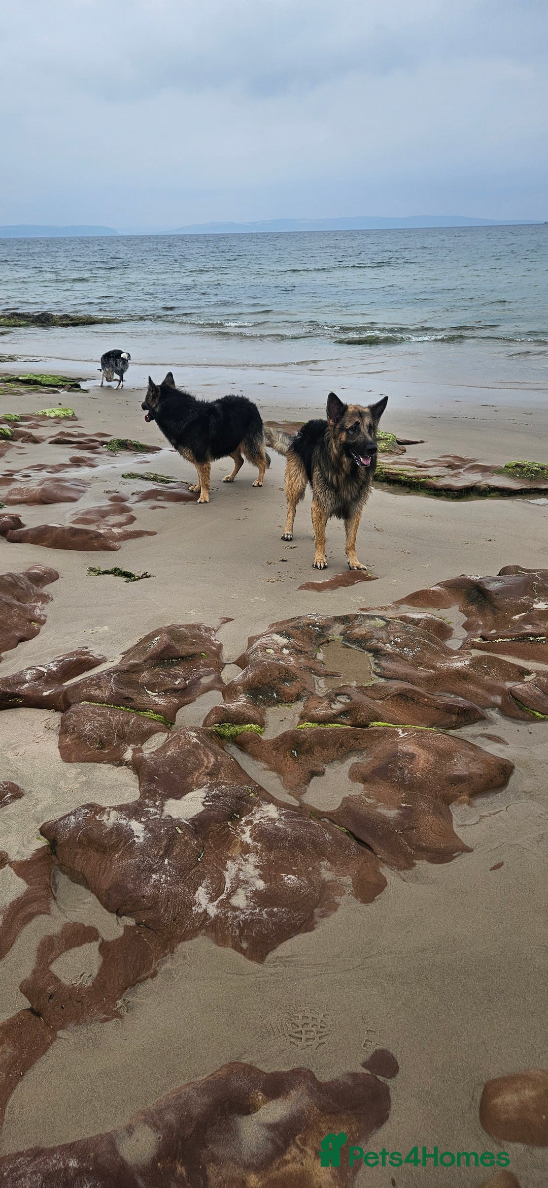 German Shepherd dogs for stud: Kaizer available for Stud - Image 6