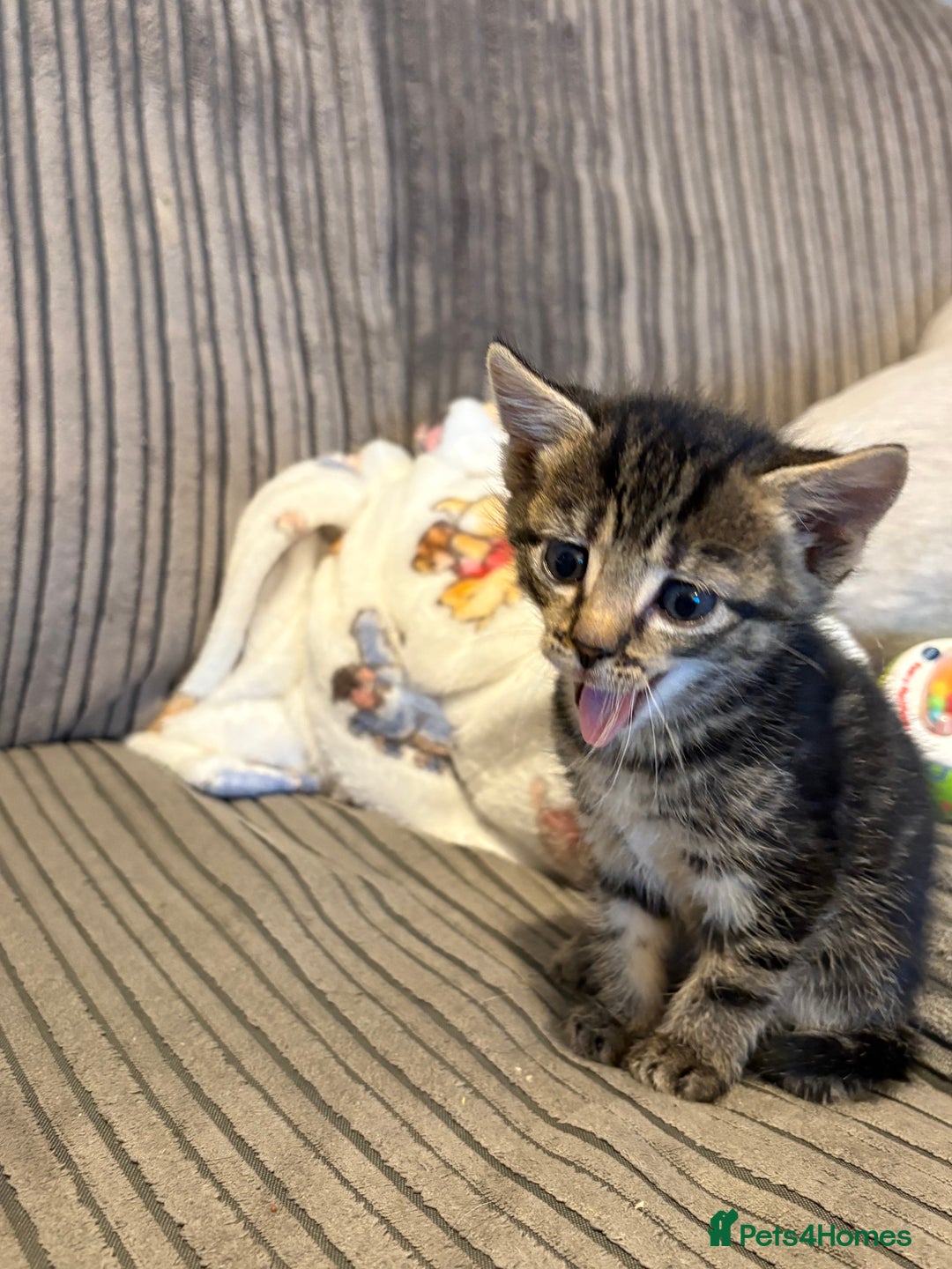 Domestic Shorthair cats for sale: 4 gorgeous Tabby kittens ready 26-1-26 - Advert 23