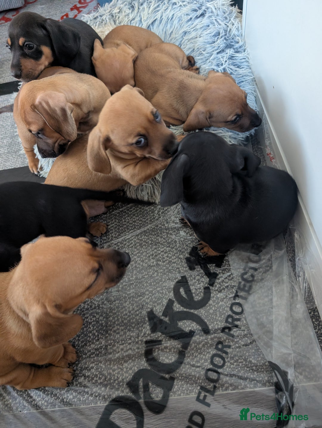 Dachshund dogs for sale: 5 week Old Dachshunds - Image 10