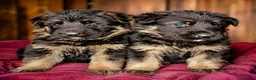 German Shepherd dogs for sale: Mrs Jas Padda  - Advert 2