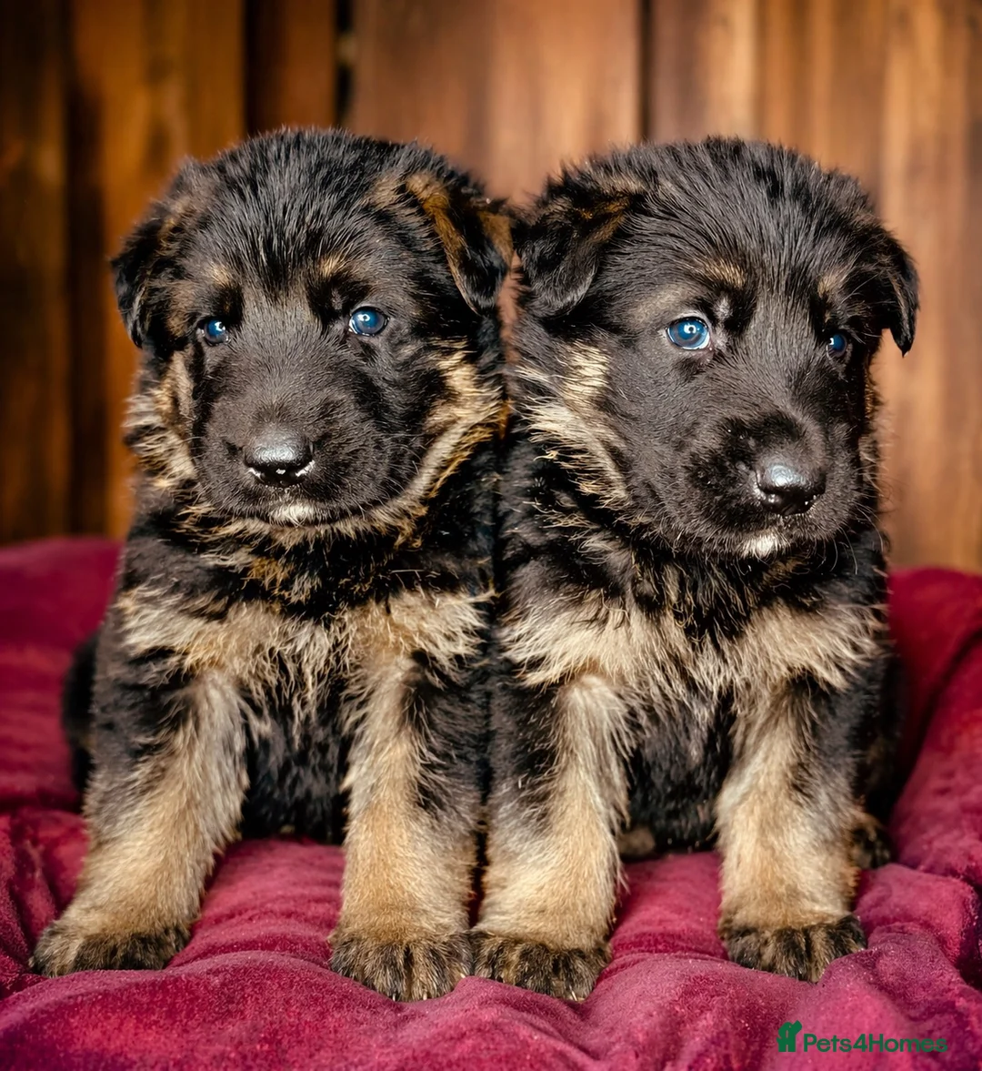 German Shepherd dogs for sale: Mrs Jas Padda  - Advert 2