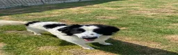 Mixed Breed dogs for adoption: ACE  - NOW RESERVED - Advert 2