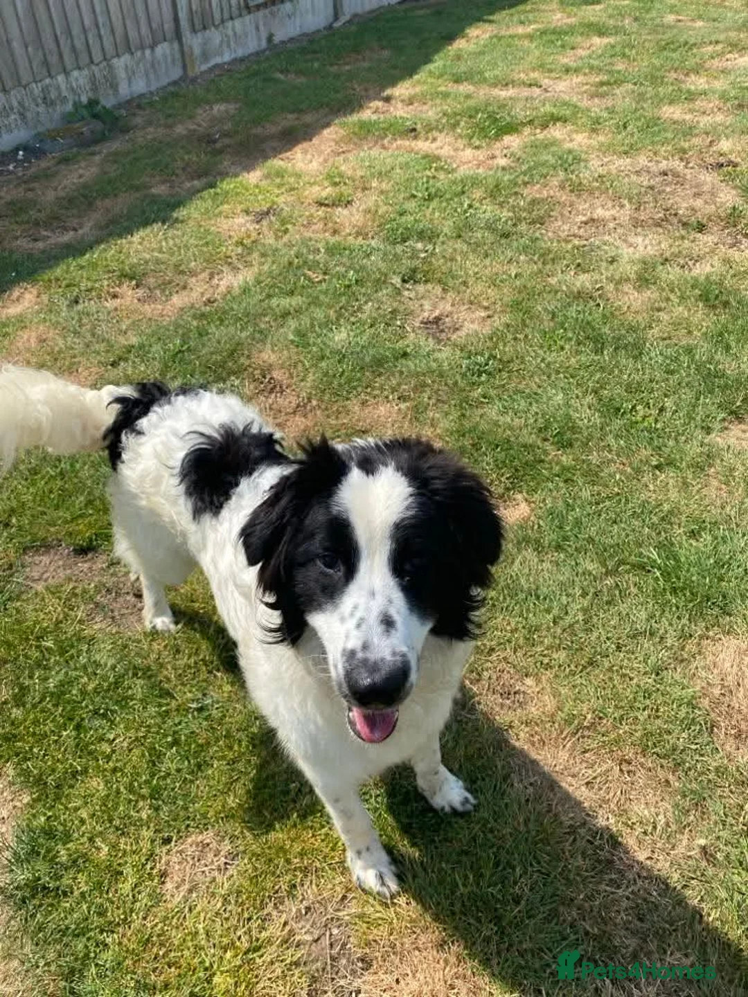Mixed Breed dogs for adoption: ACE  - NOW RESERVED - Advert 2