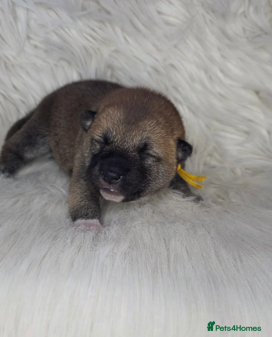 Japanese Shiba Inu dogs for sale: Outstanding Japanese Shiba Inu - Advert 13