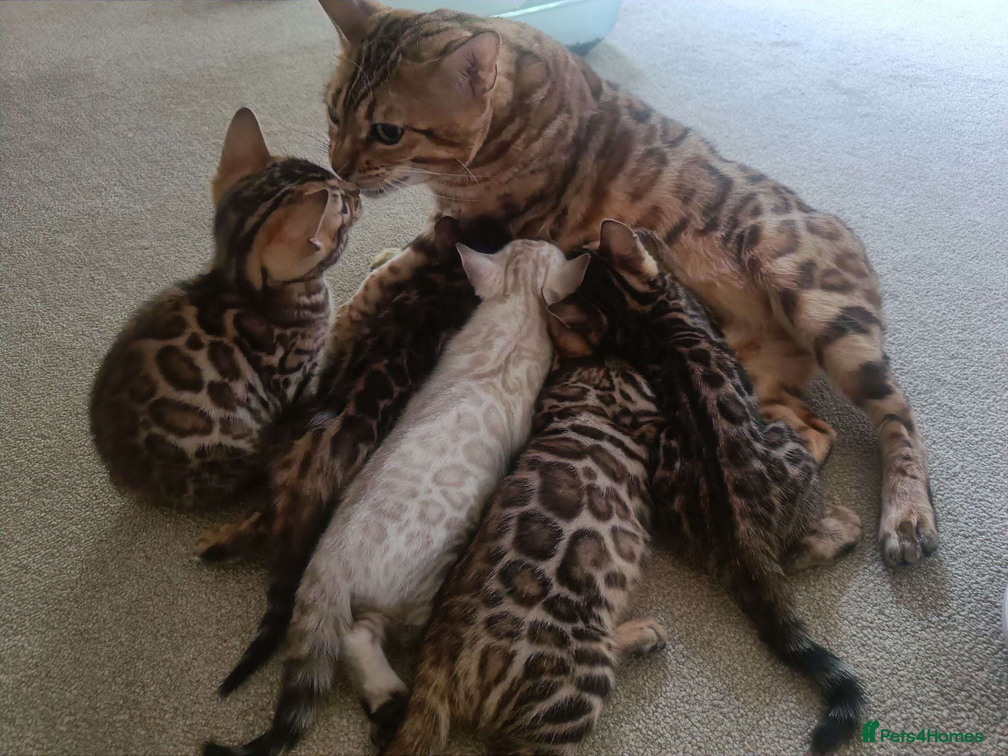 Bengal cats Absolutely beautiful pedigree bengal kittens - Advert 2