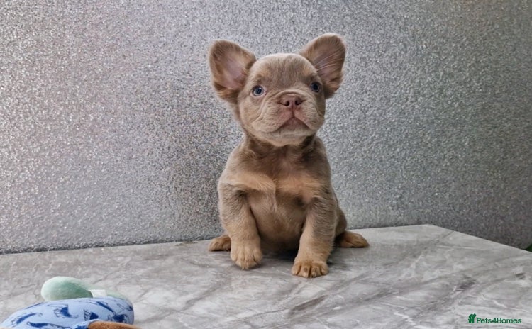 French Bulldog dogs - Advert 1