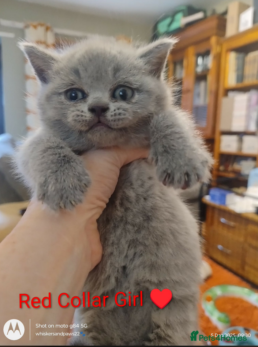 British Shorthair cats for sale: Pure Bred British Shorthairs - Advert 2