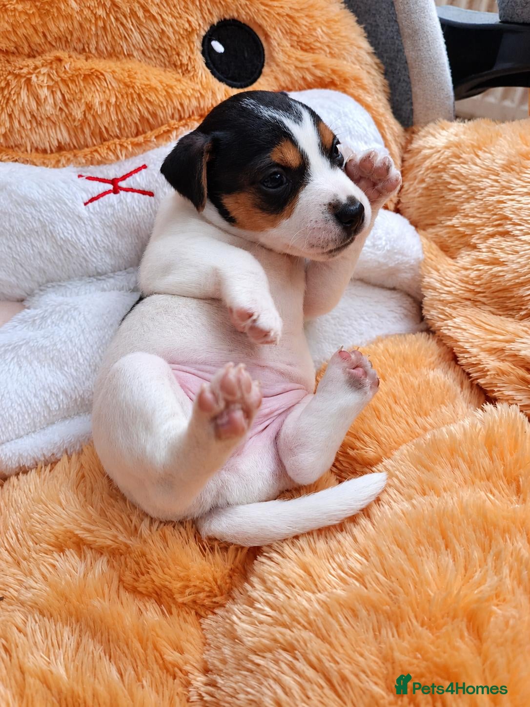 Jack Russell dogs for sale: 5 Beautiful Jack Russell Puppies - Advert 10