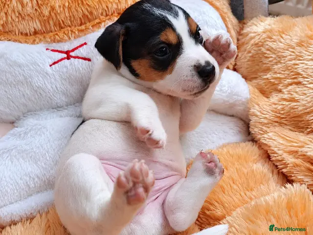 Jack Russell dogs for sale: 5 Beautiful Jack Russell Puppies - Advert 10