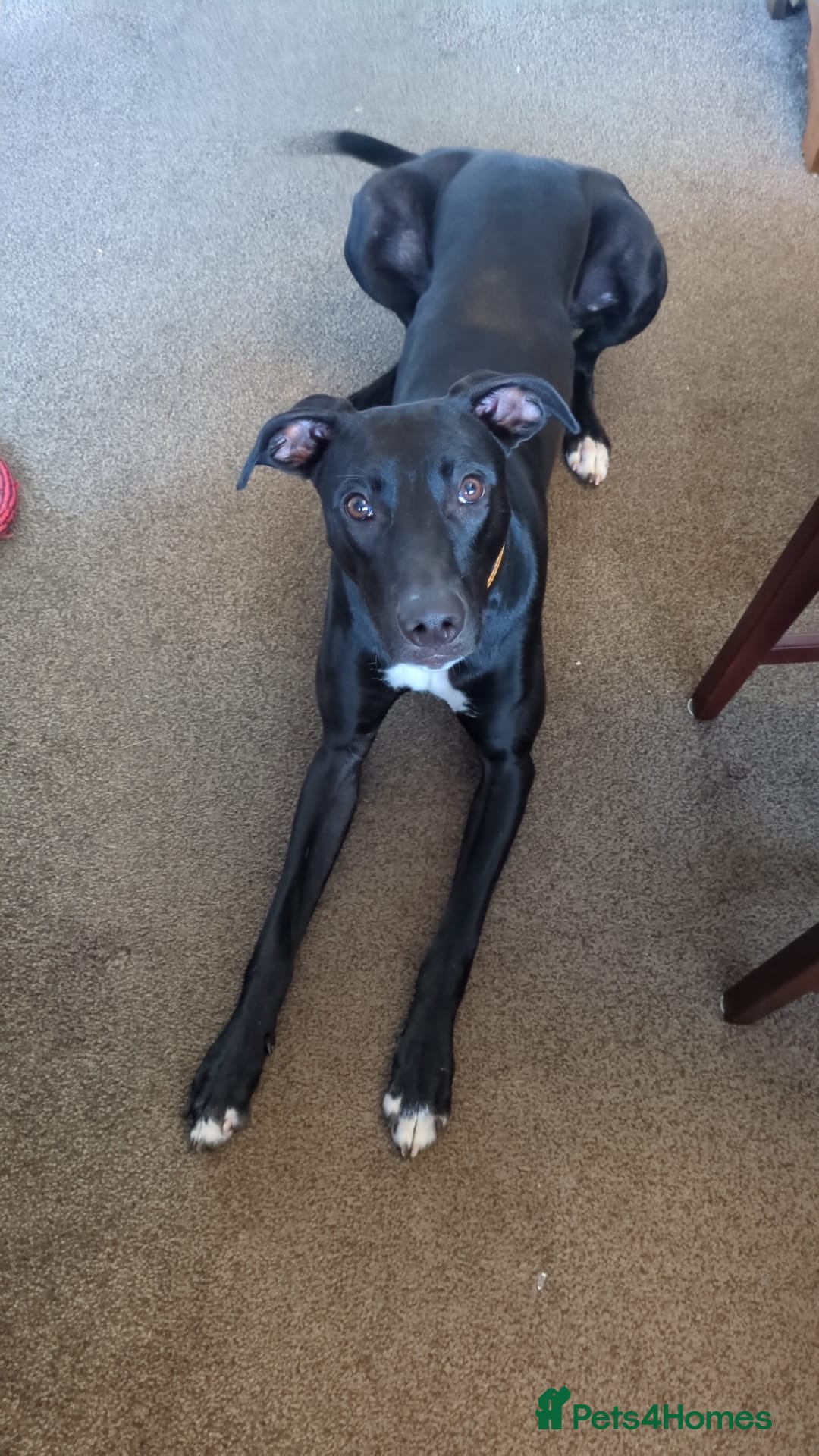 Lurcher dogs for sale: Lurcher - Advert 1