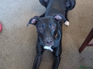 Lurcher dogs Lurcher - Advert 5