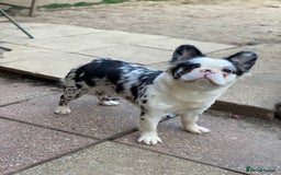 French Bulldog dogs for sale: Fluffy koi french bulldog  - Image 2
