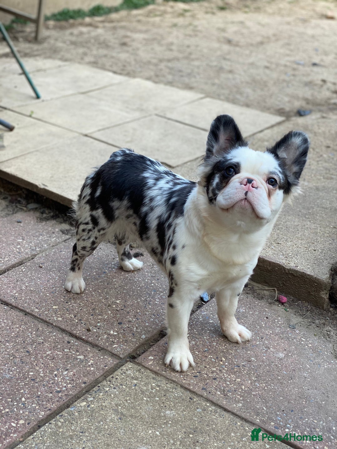 French Bulldog dogs for sale: Fluffy koi french bulldog  - Image 2