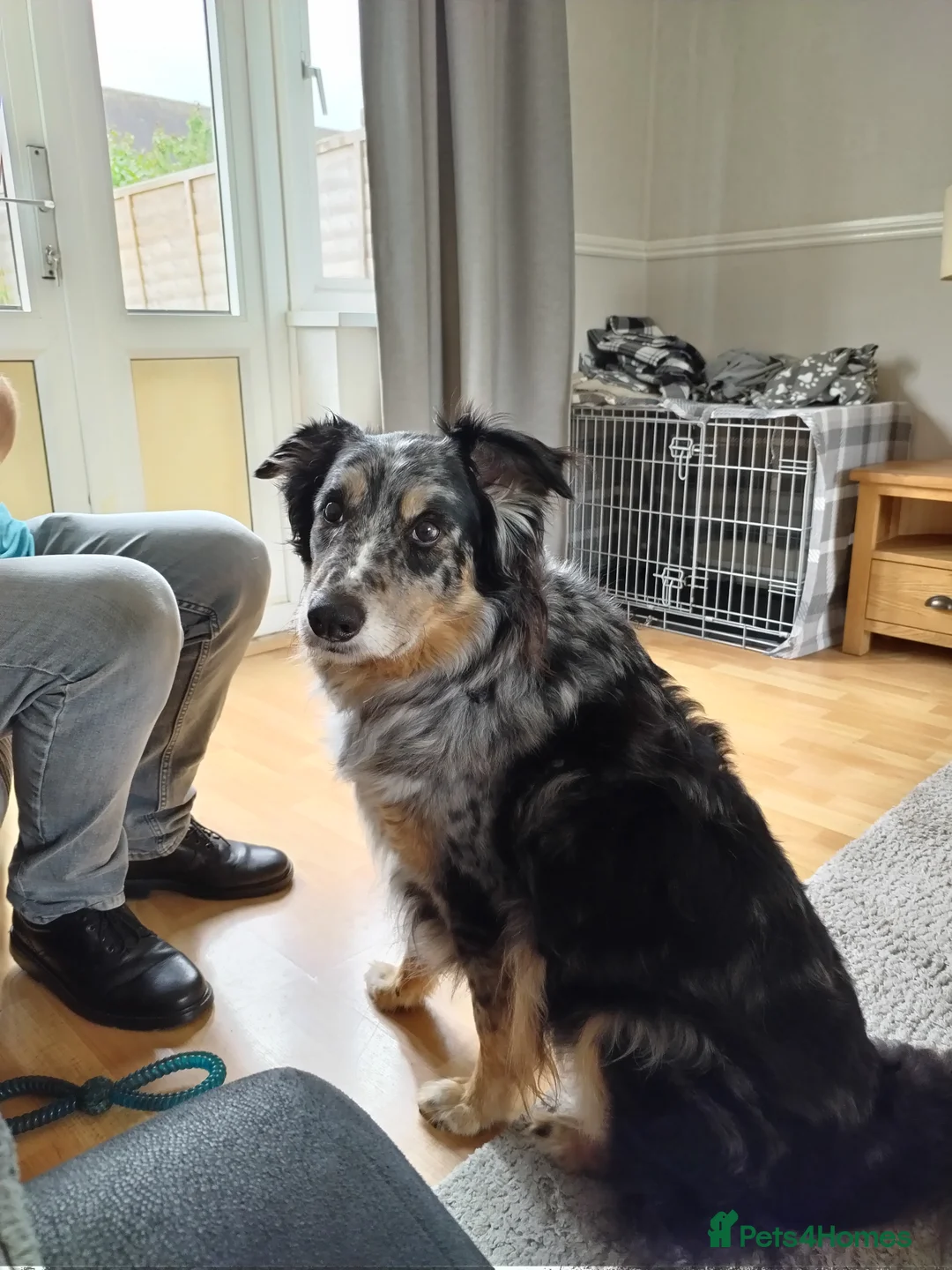 Border Collie dogs for sale: Kasper - Advert 6