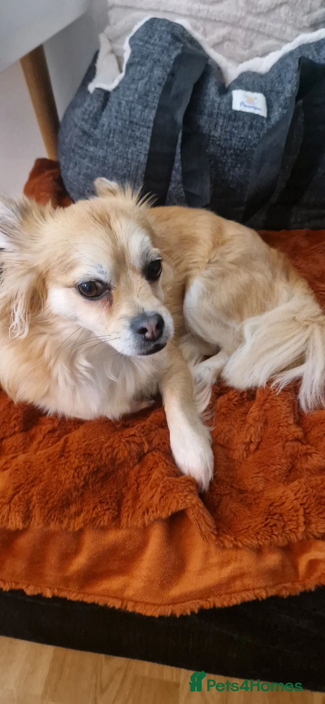 Mixed Breed dogs for sale: Tandy - 4yr old Jackaranian looking for new home - Advert 12