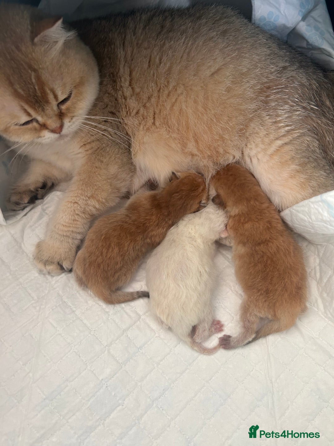 Scottish Fold cats for sale: Beautiful Gold Chinchilla babies  - Advert 39
