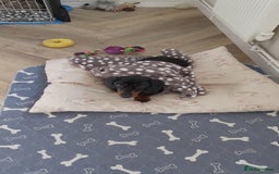 Miniature Dachshund dogs for sale: Two year old Miniature Smooth Haired Dachshund  - Image 4