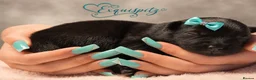 Eurasier dogs for sale: EXQUISPITZ Lovingly home reared Euraiser Puppies  - Advert 11