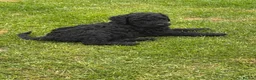 Labradoodle dogs for sale: LABRADOODLE & POODLE Ready Now - Advert 7