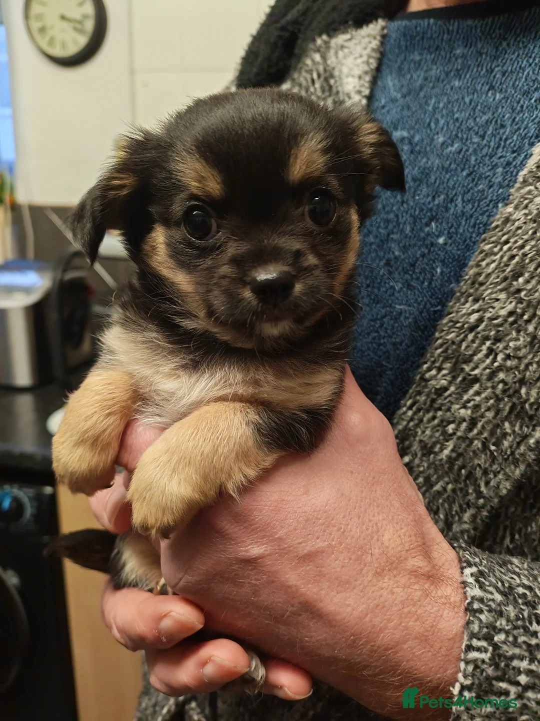 Chihuahua dogs for sale: Ready now Female long haired chihuahua puppy  - Advert 2