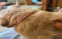 Goldendoodle dogs for sale: Golden doodle puppies ready 12th September  - Image 9