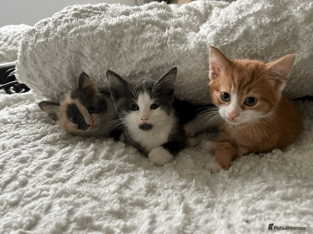Domestic Shorthair cats for sale: Adorable Kittens Looking for Their Forever Homes - Advert 22
