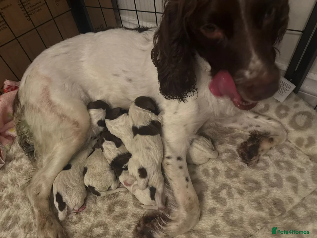 English Springer Spaniel dogs for sale: Pure springer puppies - Advert 25