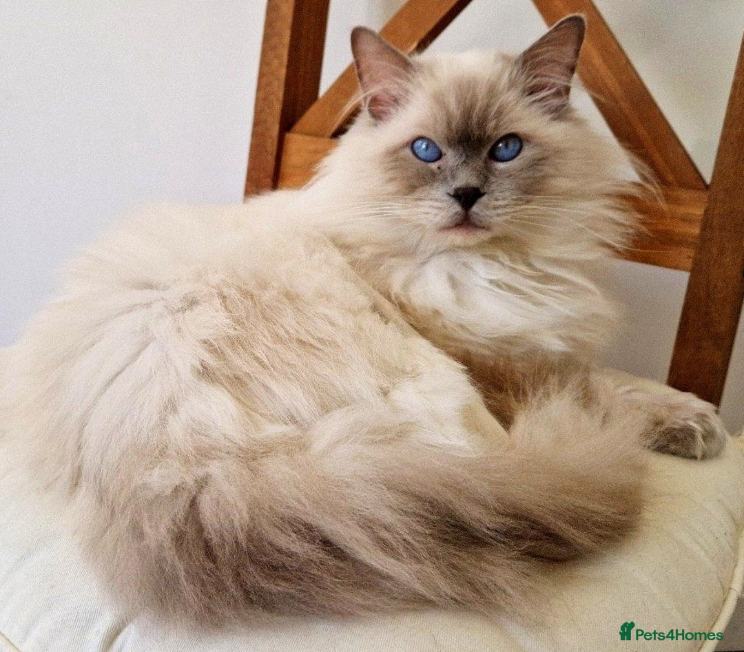 Ragdoll cats for stud: Ragdoll Stud Lilac Colour GCCF Active. in Sheffield - Image 1