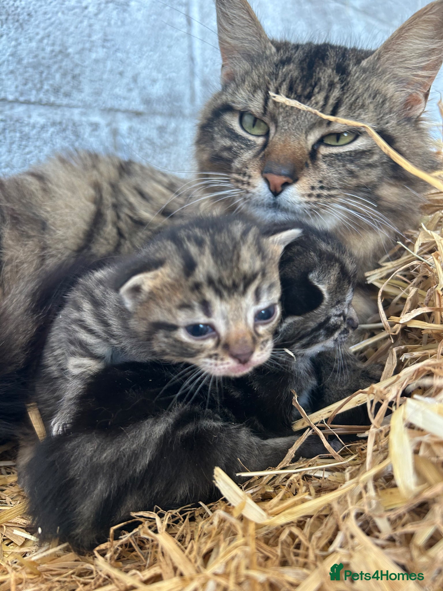 Mixed Breed cats 2 lovely tabby female kittens  - Advert 8