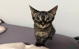 Bengal cats for sale: Rory the bengal - Image 3