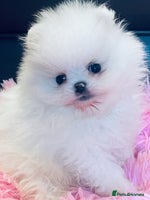 Pomeranian dogs - Advert 3