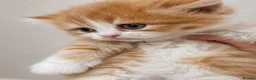 Persian cats for sale: 🌟 Stunning Golden Persian Chinchilla Male Kitten in East Molesey - Advert 5