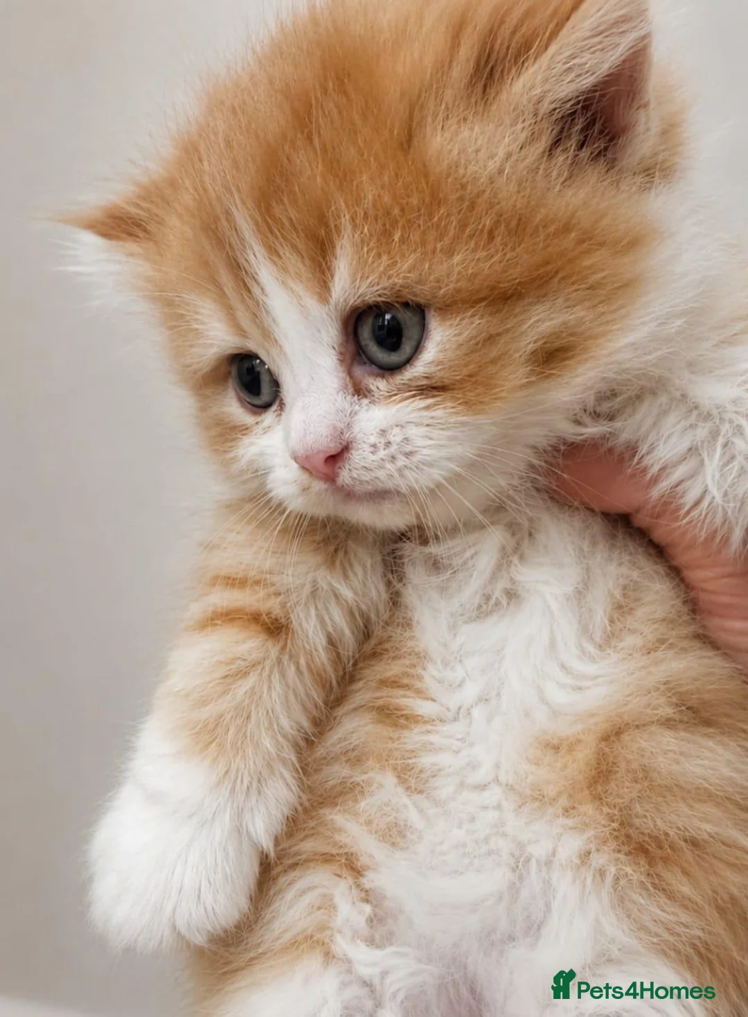 Persian cats for sale: 🌟 Stunning Golden Persian Chinchilla Male Kitten in East Molesey - Advert 5