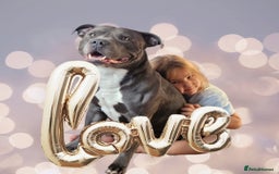 Staffordshire Bull Terrier dogs for stud: BLUE Proven 50+ litters, natural and artificial  in Erith - Image 15