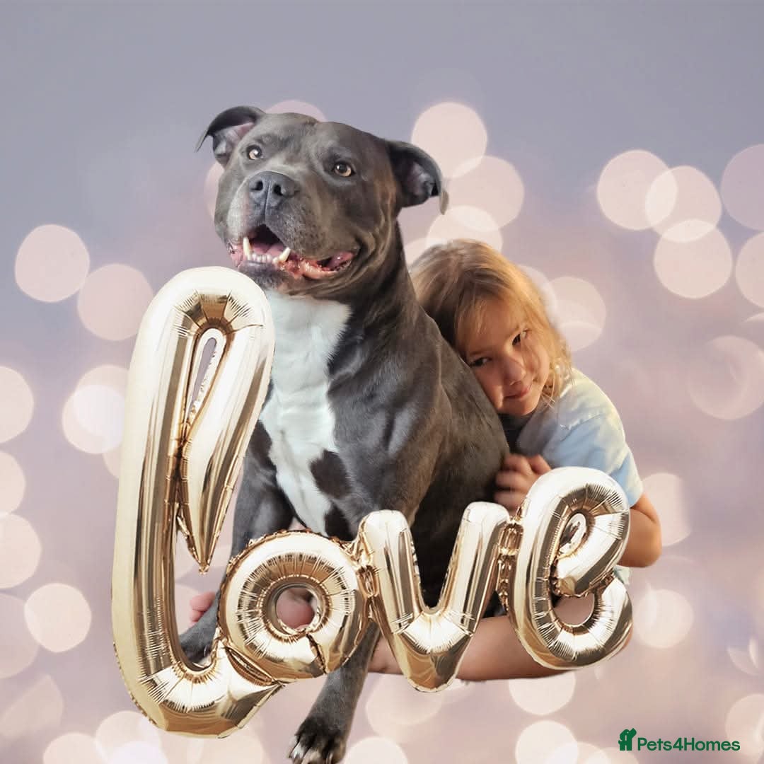 Staffordshire Bull Terrier dogs for stud: BLUE Proven 50+ litters, natural and artificial  in Erith - Image 15