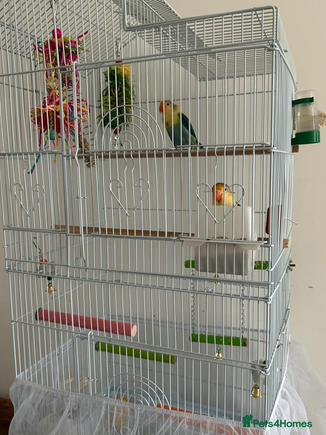 Lovebirds birds for sale: pair love birds with cage - Advert 7