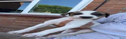 Lurcher dogs for sale: Lurcher puppies  in Newport - Advert 6