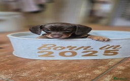 Miniature Dachshund dogs for sale: Miniature KC Dashounds - Image 9