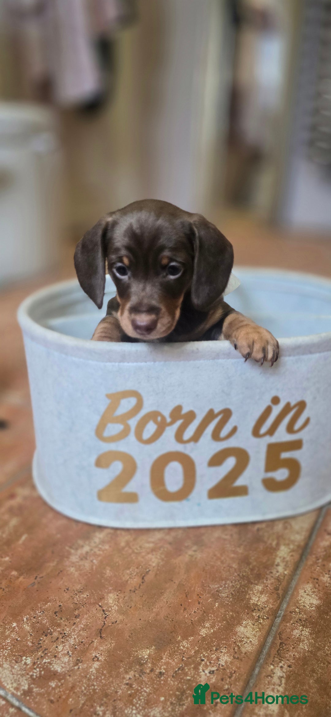 Miniature Dachshund dogs for sale: Miniature KC Dashounds - Image 9