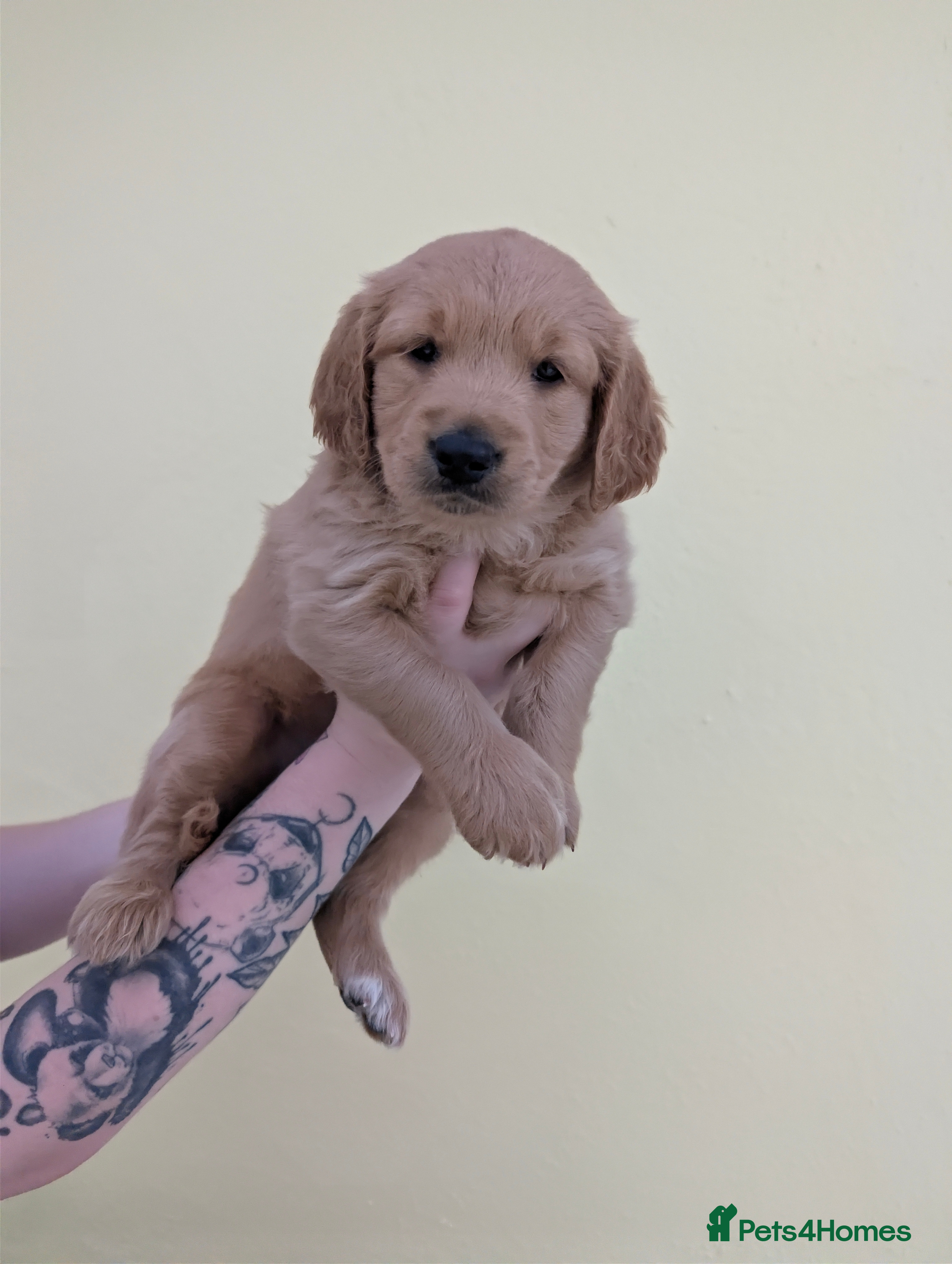 Mini Goldendoodle dogs Home-Raised F1b Miniature Goldendoodles - Advert 2