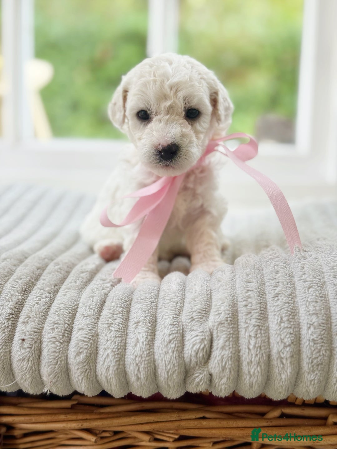 Cavapoochon dogs for sale: Cavapoochon puppies  - Image 13